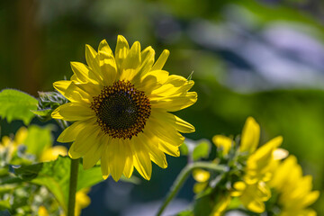 Title: “Sunny Greeting in Green”
Description: A radiant sunflower leans towards the light against a softly blurred, green background.