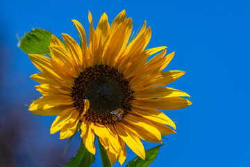 Title: “Sunflower with Busy Bee”
Description: A radiant sunflower against a clear sky, with a...