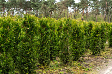 A plantation of young conifer trees