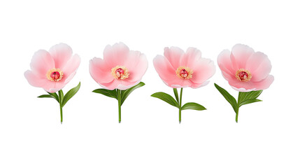 pink tulips isolated on white