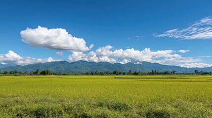 Lush Green Rice Fields Under Blue Sky
