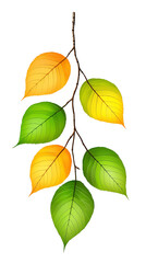 Buddhist symbolic leaves for meditation and culture illustrations, tropical plant elements for seasonal decor and design, colorful spiritual foliage o leaf colors 