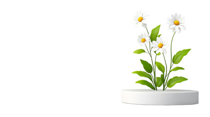 indoor healing plant for skincare or aromatherapy ads, chamomile flower pot, chamomile herb plant, chamomile minimal decor, minimal potted flower for natural lifestyle content