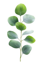 Obraz premium Eucalyptus leaf isolated, eucalyptus botanical leaf, fresh eucalyptus greenery, botanical herb collection, isolated medicinal leaf, green foliage for spa visuals