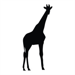 Giraffe silhouette. Giraffe black icon on white background. Perfect for Logo, Design, and More.