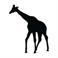 Giraffe silhouette. Giraffe black icon on white background. Perfect for Logo, Design, and More.