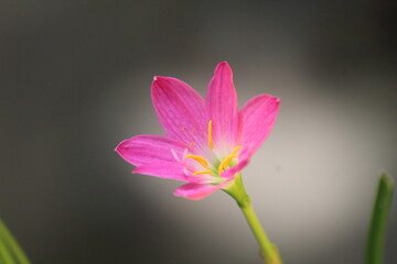 close up of the pink and yellow flower look cute