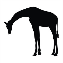 Giraffe silhouette. Giraffe black icon on white background. Perfect for Logo, Design, and More.