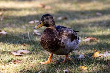 duck on the grass