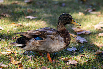 duck on the grass