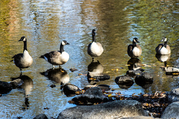 geese reflected in water