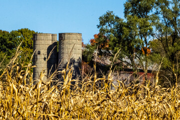 old silos in a cornfield