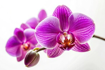 Obraz premium delicate purple orchid on white background Macro