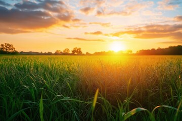 The sun rises over a green field, casting a warm glow and colors on lush grass and a partly cloudy...