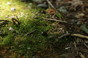 苔の上のドングリ