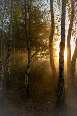 Obraz premium Misty morning in the wood