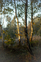 Misty morning in the wood