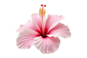 Pink hibiscus flower isolated on transparent background. 