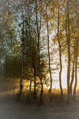 Misty morning in the wood