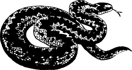 Snake viper silhouette on a white background