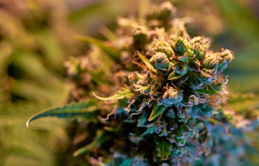 Close up of cannabis plant, leaves, buds, trichomes