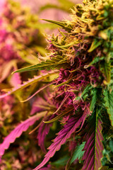 Close up of cannabis plant, leaves, buds, trichomes