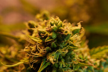 Close up of cannabis plant, leaves, buds, trichomes