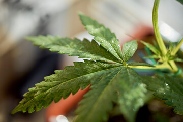 Close up of cannabis plant, leaves, buds, trichomes