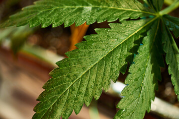 Close up of cannabis plant, leaves, buds, trichomes