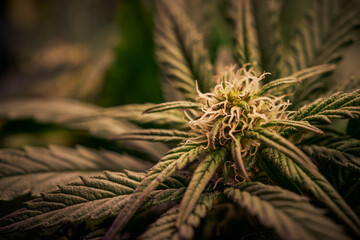 Close up of cannabis plant, leaves, buds, trichomes