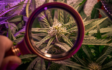 Close up of cannabis plant, leaves, buds, trichomes