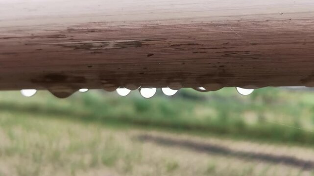 Close up of water drop on dried bamboo pole.Beautiful water drops on a Mottled bamboo pole