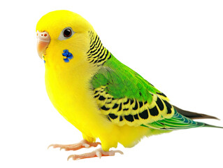a yellow bird with green and blue feathers