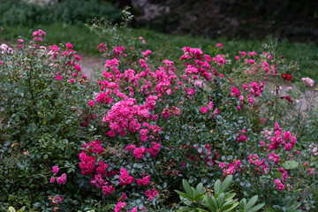 Beautiful vibrant pink roses blooming in a lush garden. Concept floral abundance, outdoor gardening and blooming flowers. High quality photo
