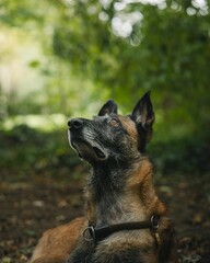 Belgian Malinois in a Forest Setting