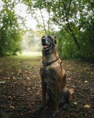 Belgian Malinois in a Green Forest