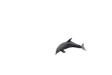 Cute Jumping Dolphin - Isolated on White Background