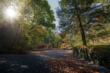 autumn in the woods