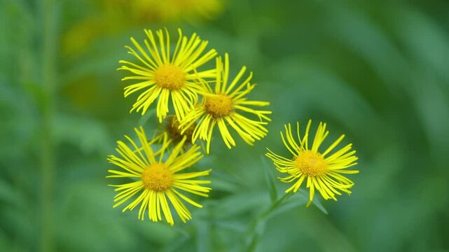 Yellow Flowers. Pentanema Salicinum. Plant Species In Genus Inula In Family Asteraceae. Elecampane Flowers In Wild.