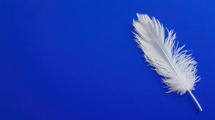 A white feather on a royal blue background
