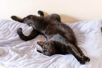 黒猫のジェネシス