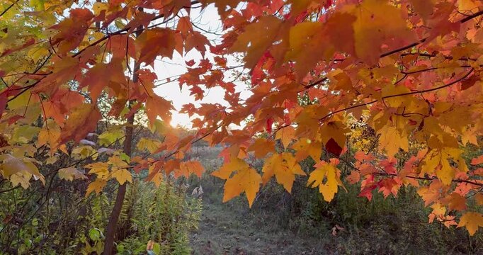 Colorful autumn leaves on red with sun flaring through