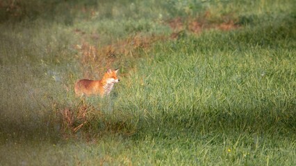 Solitary fox stands in a green meadow, bathed in sunlight