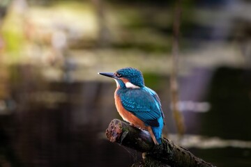 Vibrant kingfisher perched on a branch over a serene pond