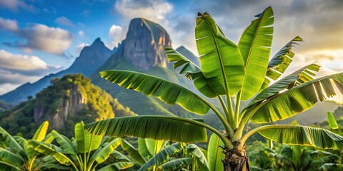 Banana plant with mountains in the background