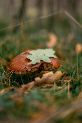 Pilze im Wald