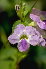 Asystasia gangetica
Plant bloomed in a raily day with front side shot