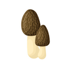 Morel mushrooms vector flat. Mushroom - morel isolated without background. Vector illustration