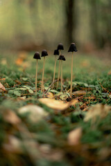 Pilze im Wald