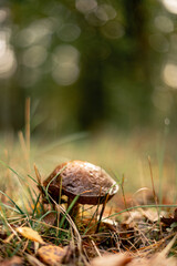 Pilze im Wald